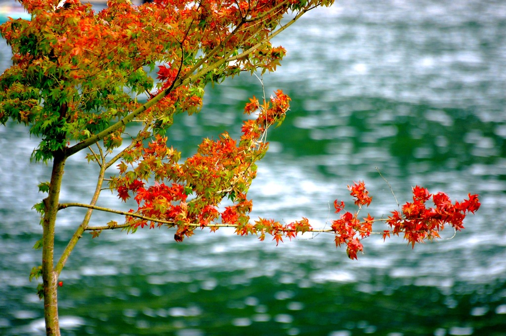 夏の紅葉