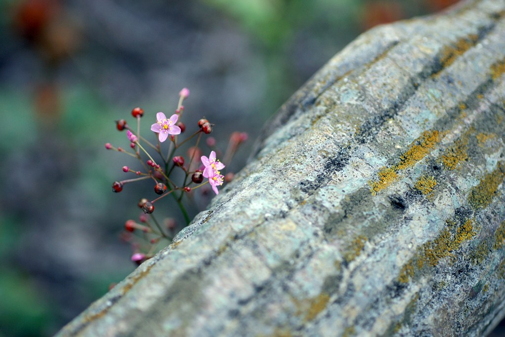 チラッと魅せる