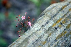 チラッと魅せる