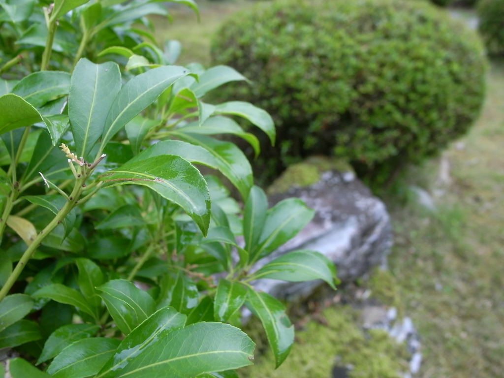 朝露の葉