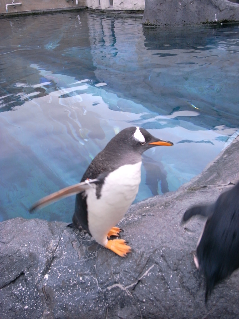 旭山動物園