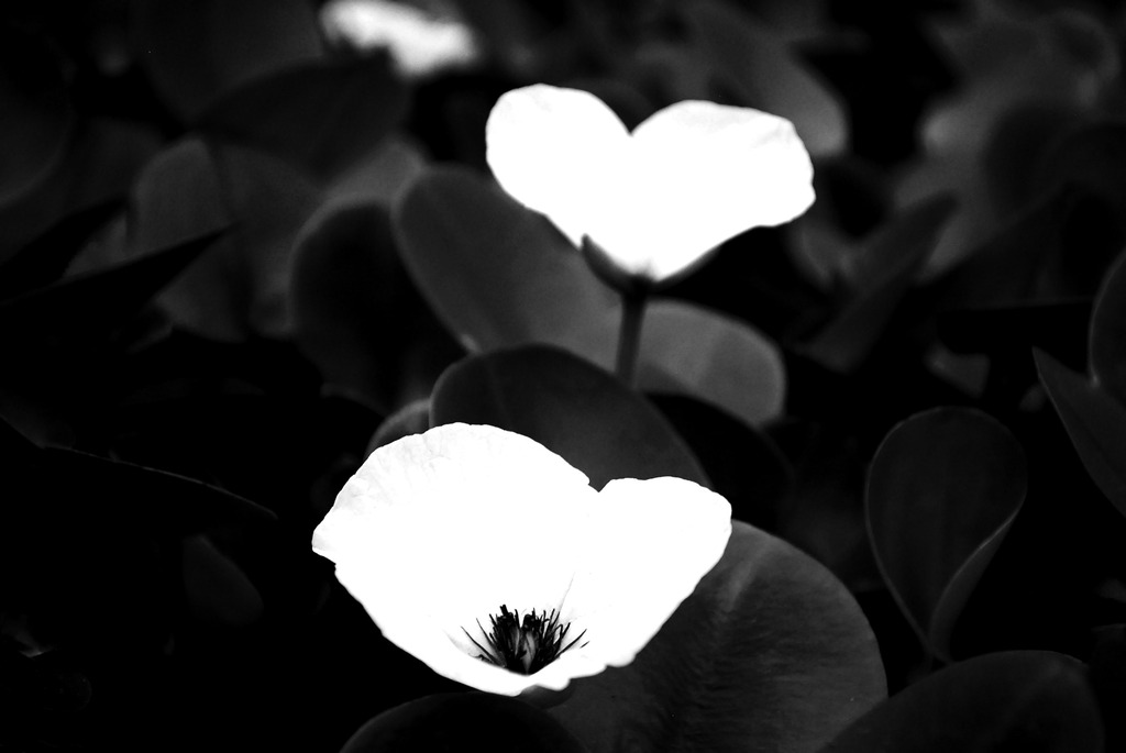 A White