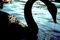 Black swan