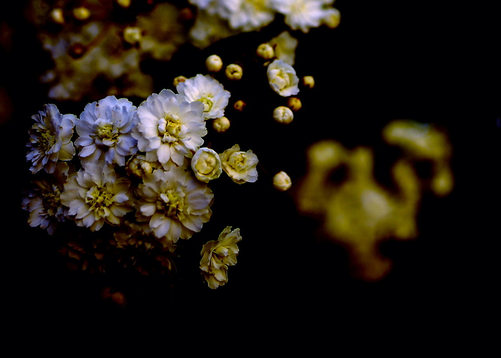 Blooming in a black