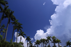 パイン畑の空
