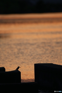 カワセミくん　夕景