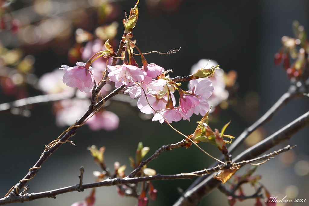 Sakura 2013