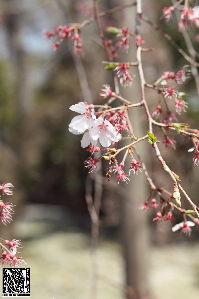 待桜