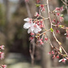 待桜