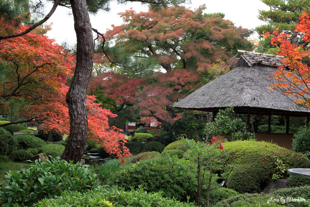 紅葉の見頃まであと少しの霞中庵