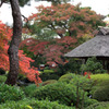 紅葉の見頃まであと少しの霞中庵