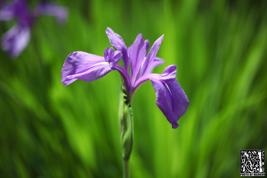 霞中庵の菖蒲の花