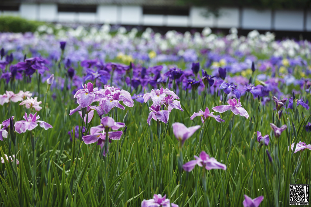 花菖蒲