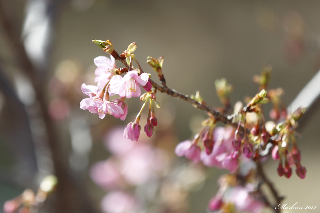 Sakura 2013