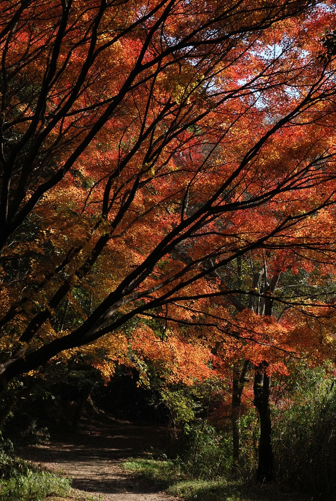 紅葉の抜け道。