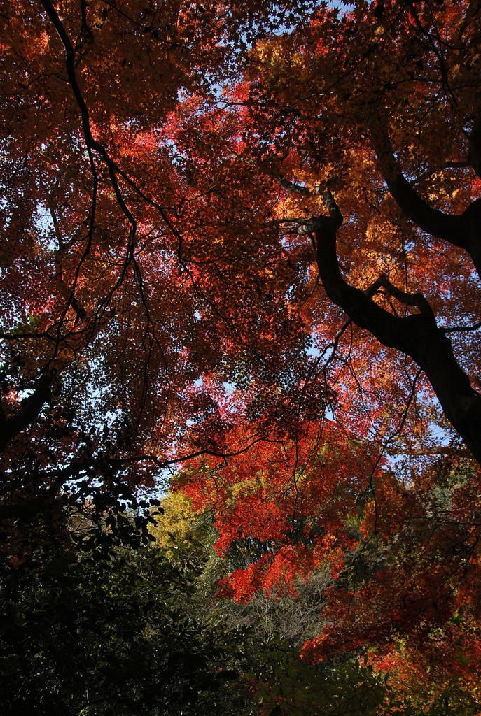 赤い空。