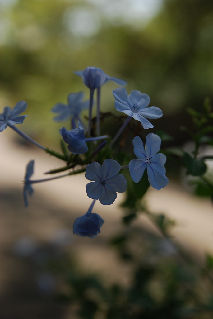 小さい花。