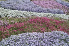 花の海