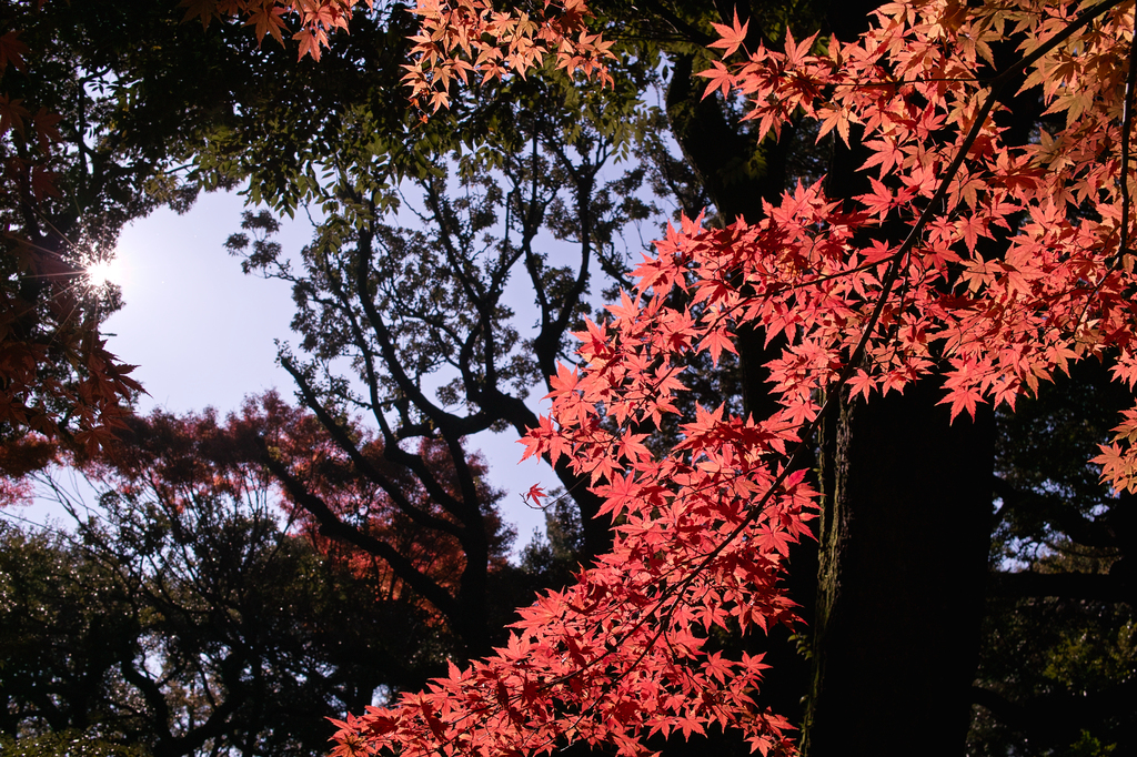 紅葉