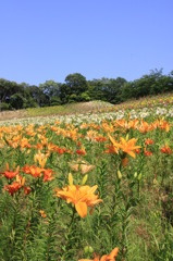 The hill of lily