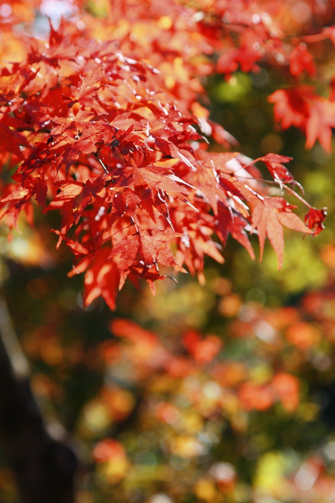 紅葉_玉露の里2