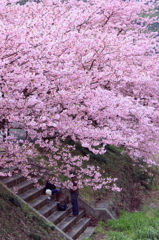 桜の下、休憩中