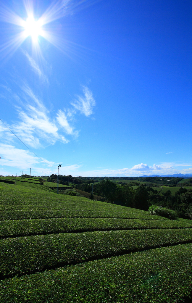 夏空と遠くまで広がる茶畑