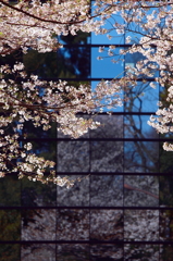 青い空と桜と窓