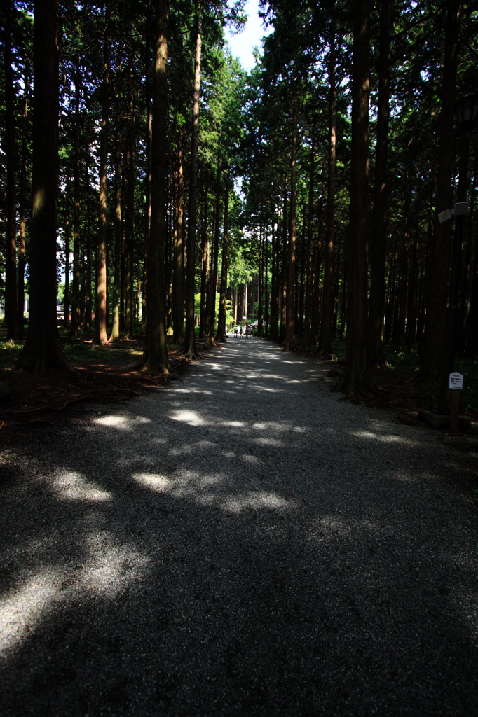 杉木立の並木道