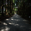 杉木立の並木道