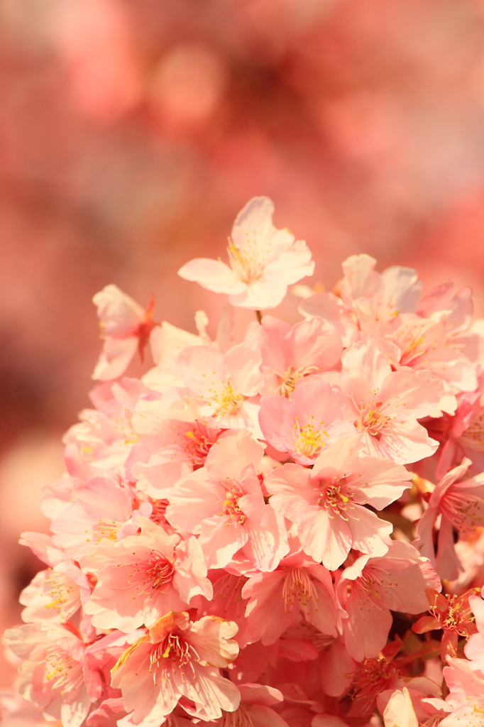 河津桜、今が見頃！