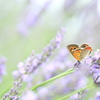 Lavender butterfly