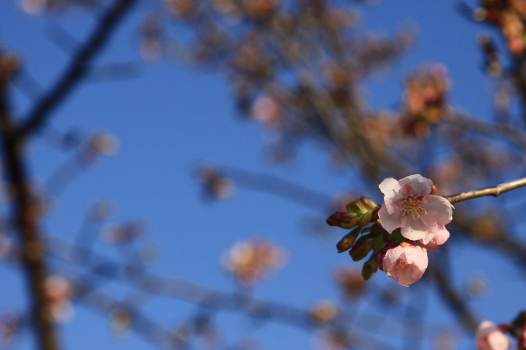 駿府公園の梅