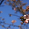 駿府公園の梅