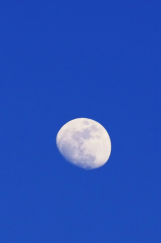 夕方の月