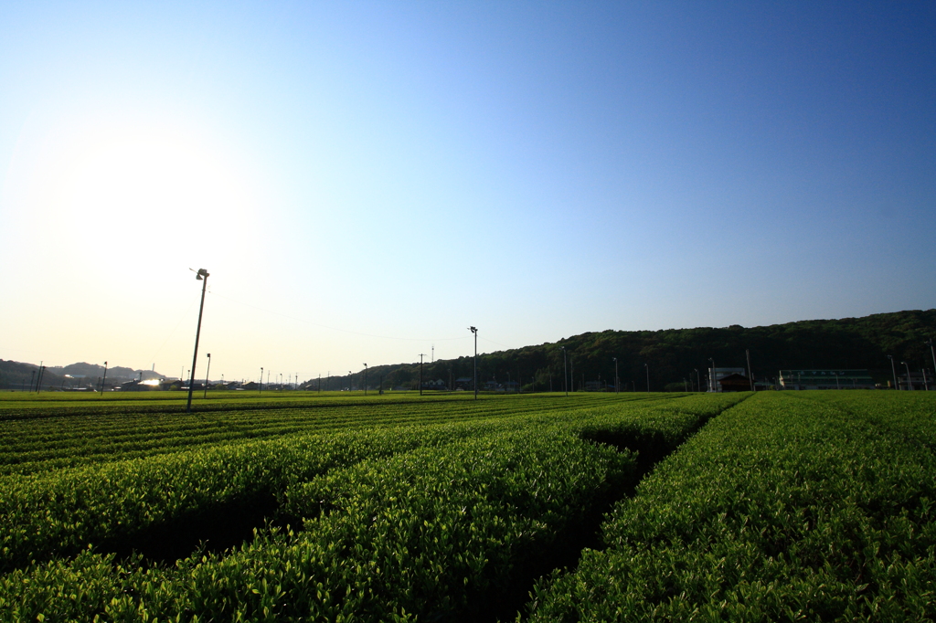 5月2日は八十八夜です