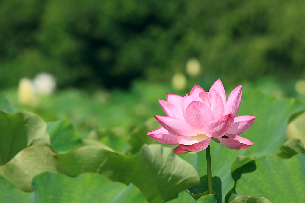 桃色の蓮の花、はかなげに