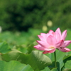 桃色の蓮の花、はかなげに