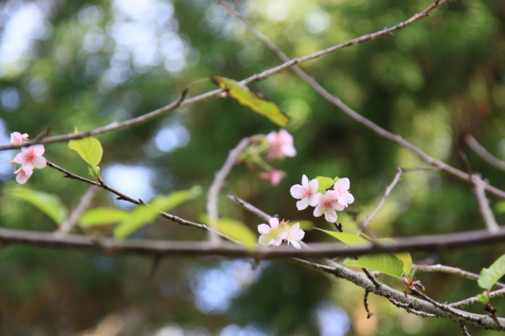 超早咲き　河津桜