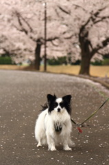 Ash papillon (sakura)