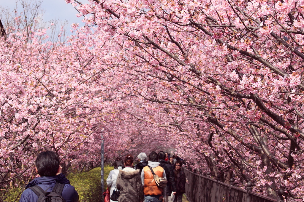 河津桜のトンネルの中、人で賑わう