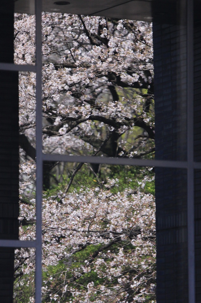 窓に映りこむ桜
