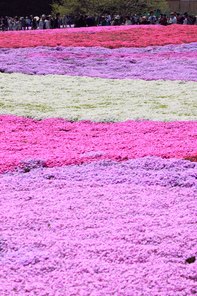 芝桜の丘、ようやく見頃