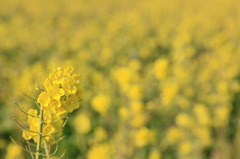 ひとあし早い春_菜の花畑