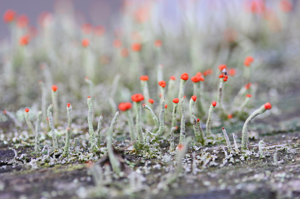 苔の花？