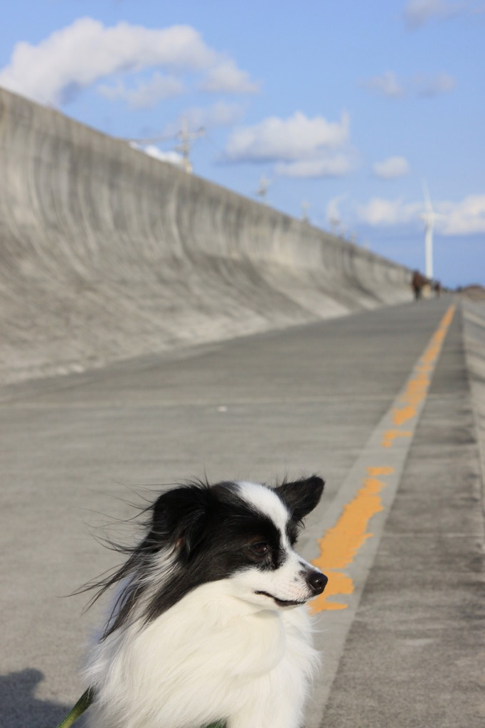 アッシュ_散歩道