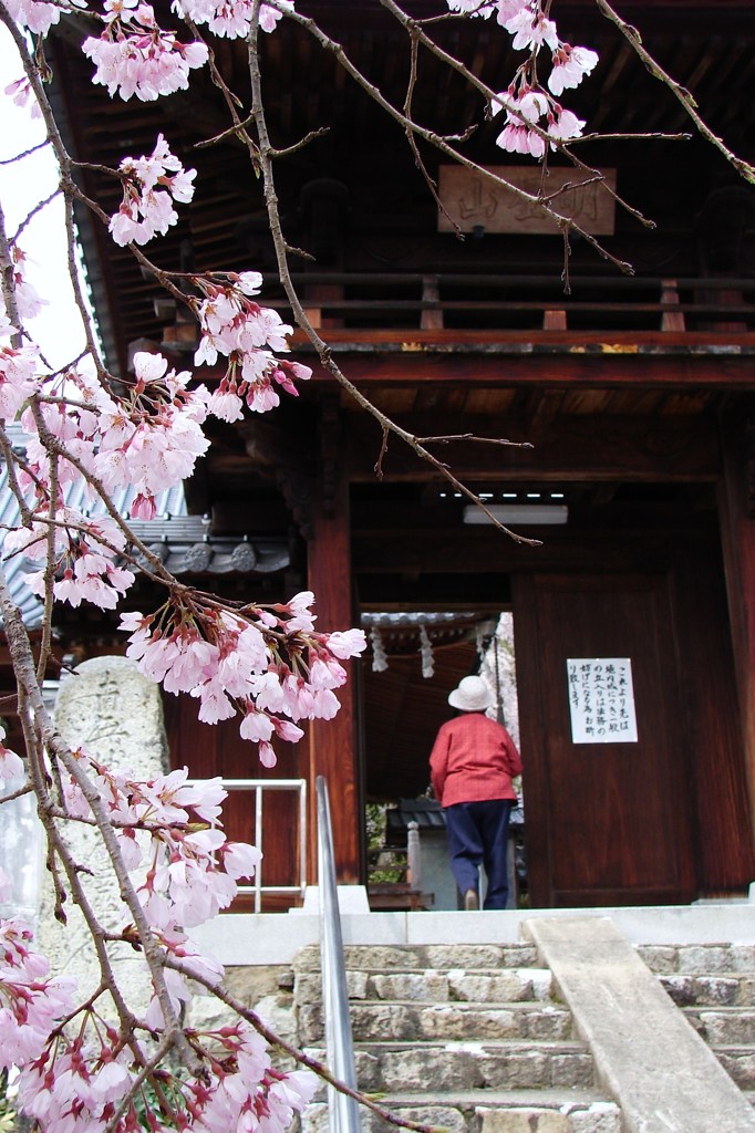 蓮光寺のしだれ桜