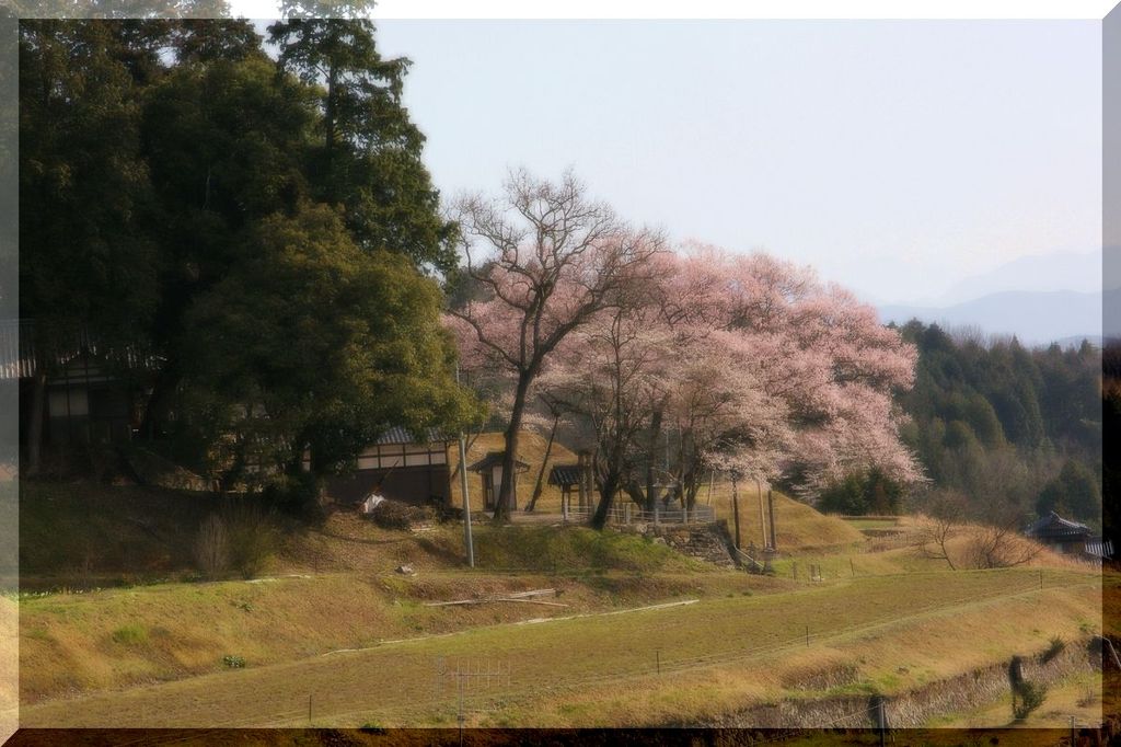 神社の桜