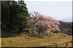 神社の桜