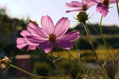 秋桜の日向ぼっこ
